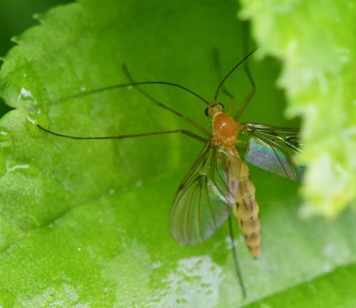Réf. 301 672 : Macrocera sp.